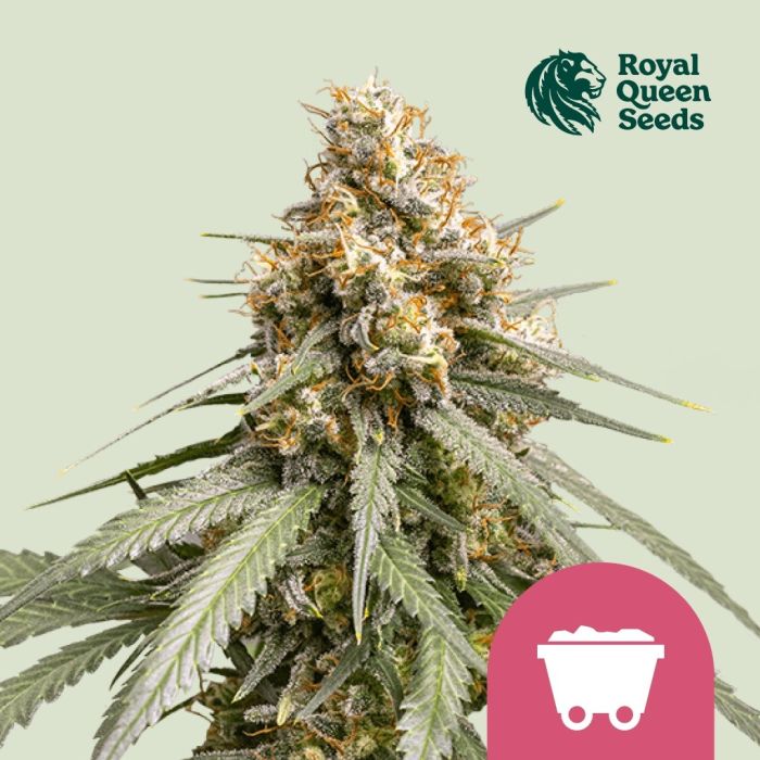 Shining Silver Haze (Royal Queen Seeds) 5 zaden main product photo