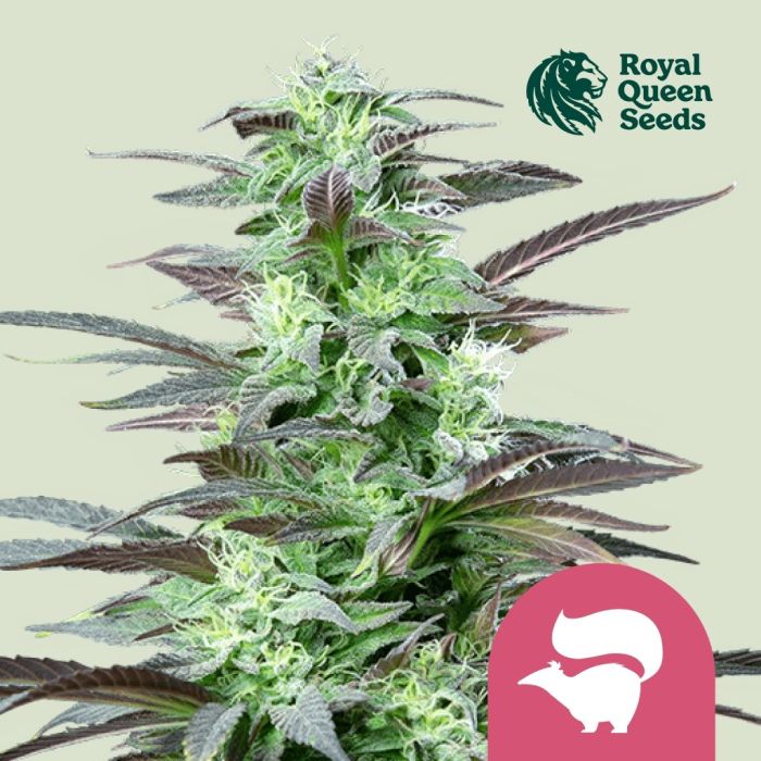 Skunk XL (Royal Queen Seeds) 5 zaden main product photo