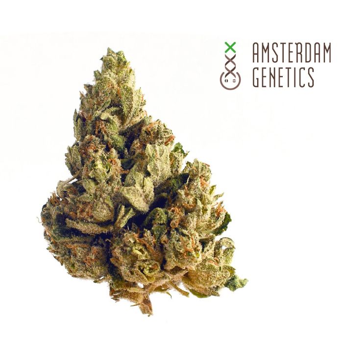 Spicebomb (Amsterdam Genetics) main product photo
