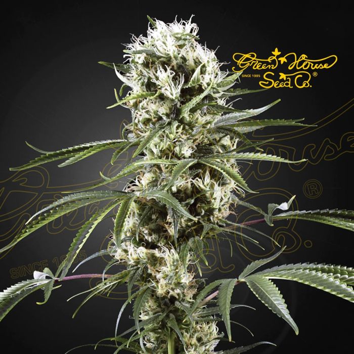 Super Lemon Haze (Greenhouse Seeds) main product photo