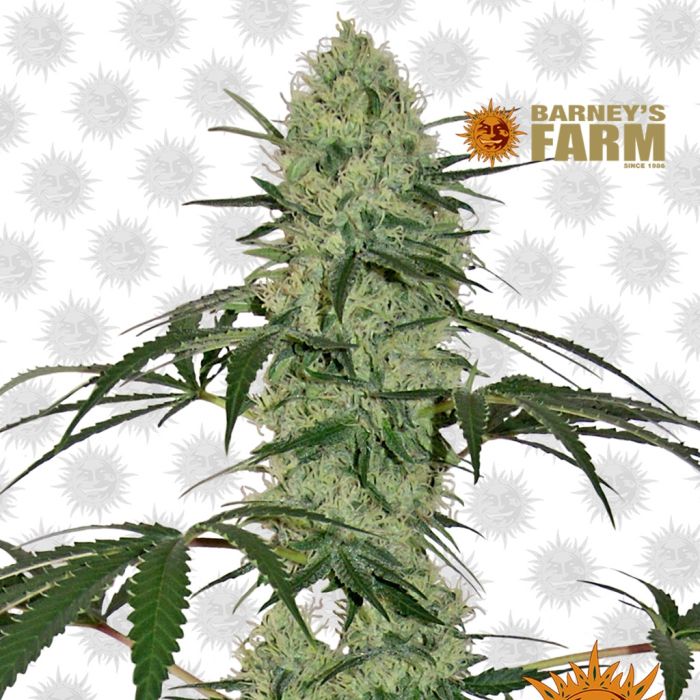 Tangerine Dream Auto (Barney's Farm) main product photo