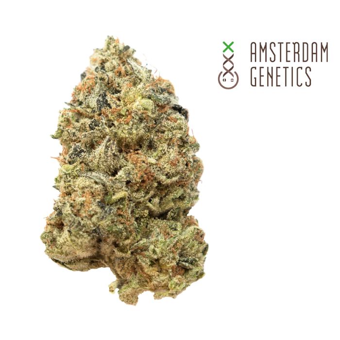 Tangerine G13 (Amsterdam Genetics) 3 zaden main product photo