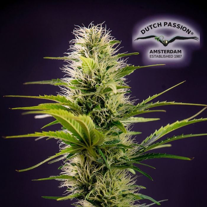 THC-Victory THCV (Dutch Passion) 3 zaden main product photo
