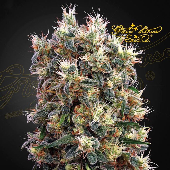 The Church (Greenhouse Seeds) 5 zaden main product photo