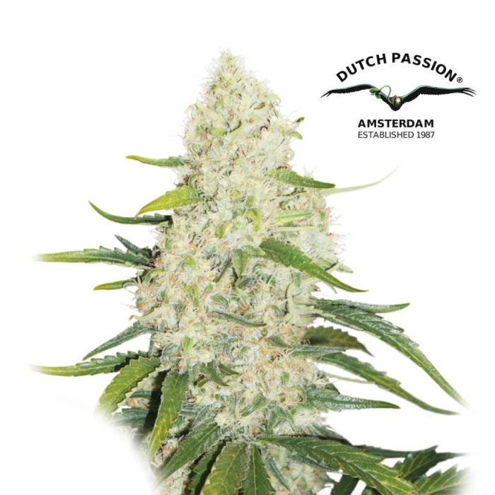 Think Big Autoflower (Dutch Passion) 3 zaden main product photo