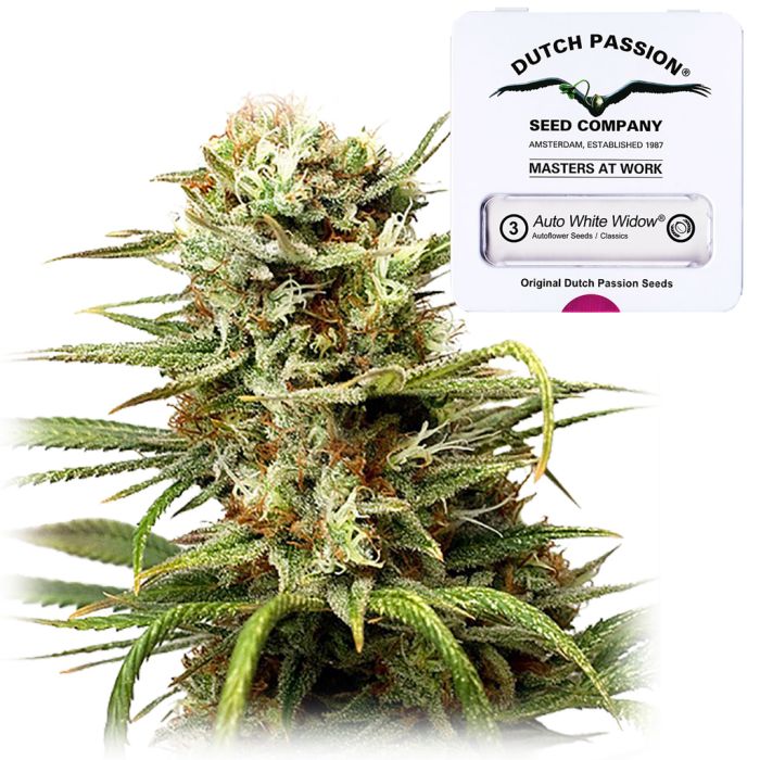 Auto White Widow (Dutch Passion) 3 zaden main product photo
