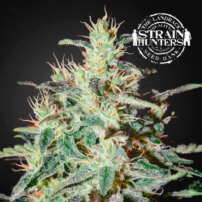 White Lemon (Strain Hunters) 5 zaden main product photo
