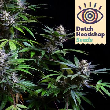 Fast Gorilla Glue (Huismerk)