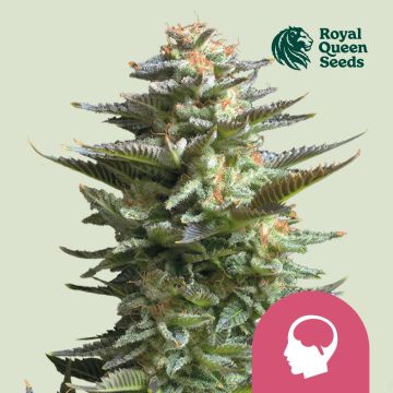 Amnesia Haze (Royal Queen Seeds) 5 zaden