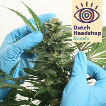 Auto CBD Medical Mix (Huismerk)