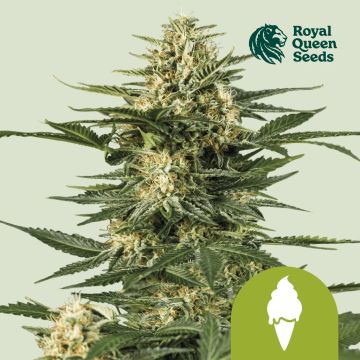 Green Gelato Automatic (Royal Queen Seeds) 3 zaden