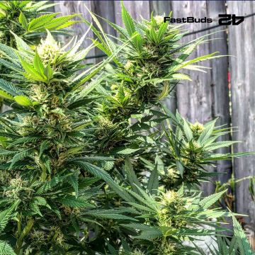 CBD Auto 1:1 (Fast Buds)