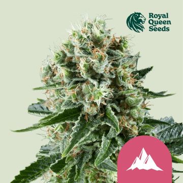 Critical Kush (Royal Queen Seeds)