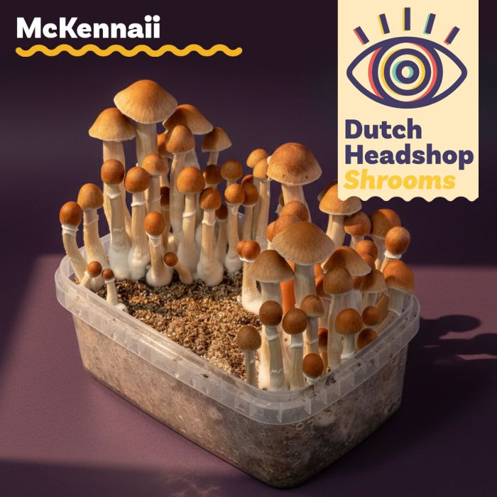 Paddo Kweekset McKennaii (Huismerk) main product photo