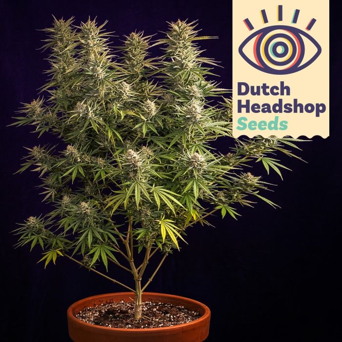 Auto Jack Herer (Huismerk) main product photo