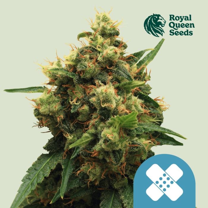 Painkiller XL (Royal Queen Seeds) 5 zaden main product photo