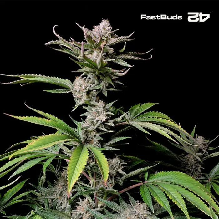 Iroqda Amerika porno