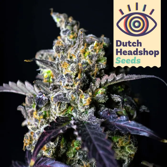 USA Autoflower Mix (Huismerk) 5 zaden