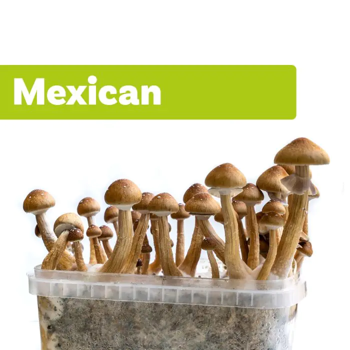 Gevulde champignons uit de oven - ikitchen Gevulde champignons uit de oven - ikitchen