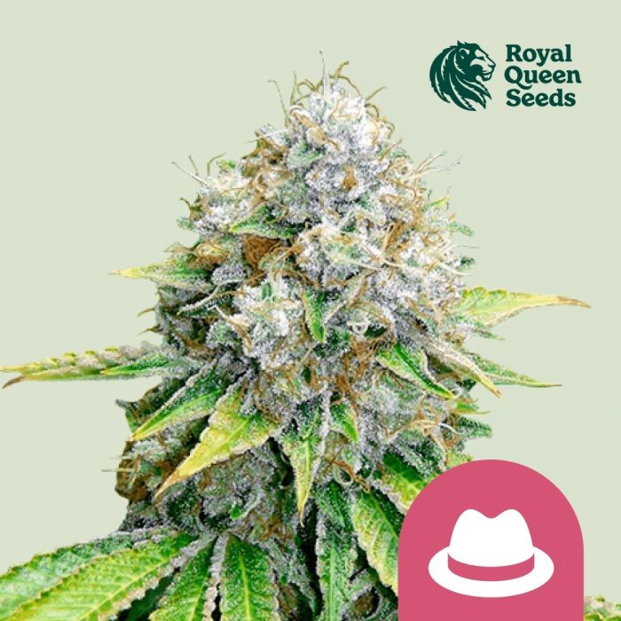 O.G. Kush (Royal Queen Seeds) 5 zaden main product photo