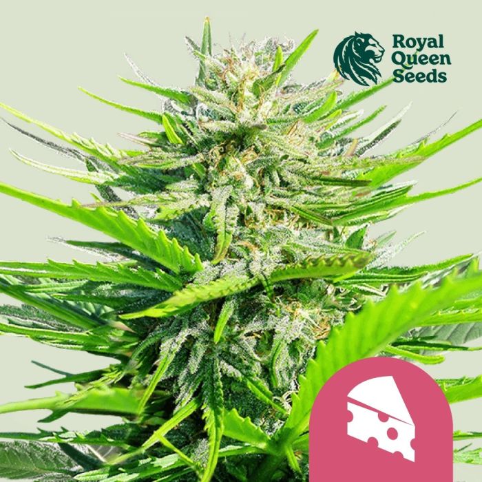 Royal Cheese Fast Flowering (Royal Queen Seeds) 5 zaden main product photo