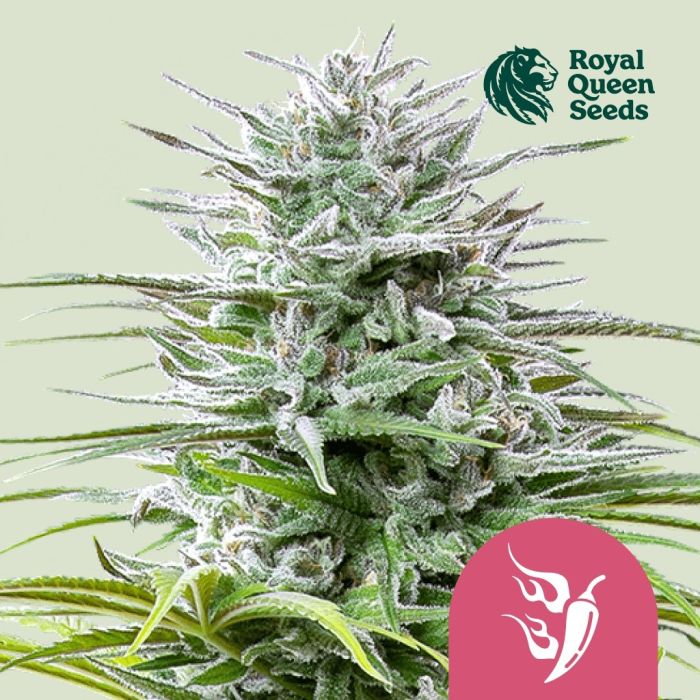 Speedy Chile Fast Flowering (Royal Queen) 3 zaden main product photo