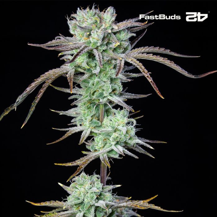 Strawberry Banana Auto (Fast Buds) main product photo