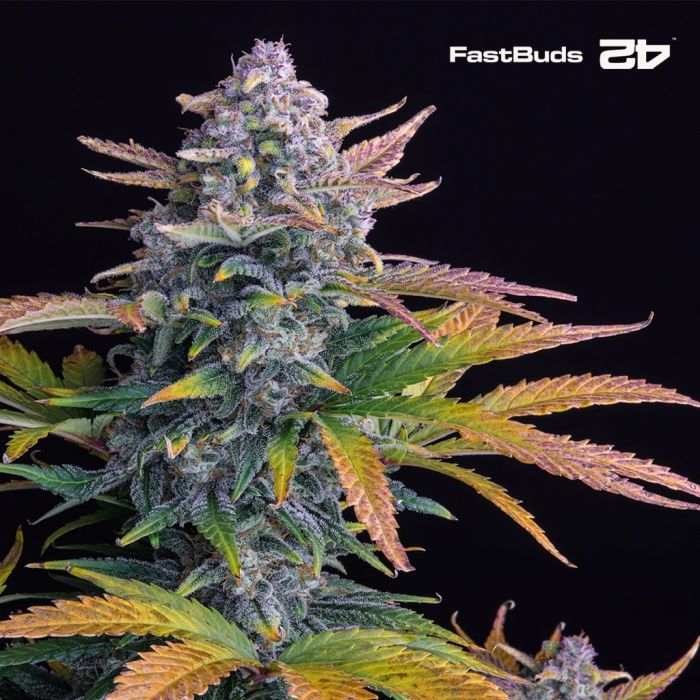 Tropicana Cookies Auto (Fast Buds) main product photo