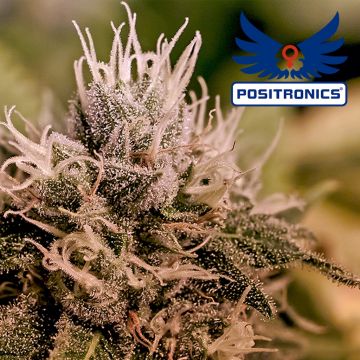 Jack Diesel Express Autoflower (Positronics) 5 zaden