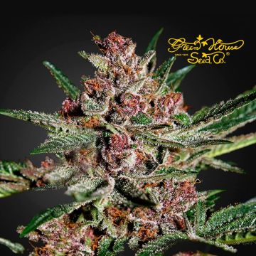 Bubba Kush (Greenhouse Seeds) 3 zaden