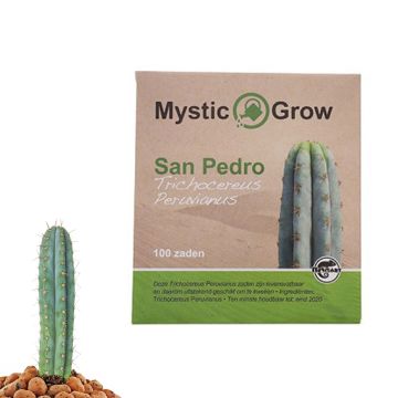 Peruvian Torch Mescaline Cactus [Echinopsis peruviana] (Mystic Grow) 100 zaadjes