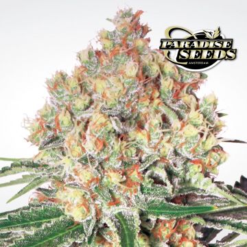 Auto Wappa (Paradise Seeds) 3 zaden