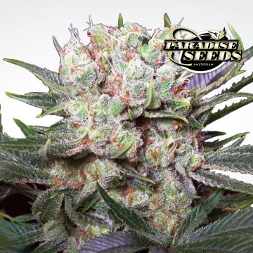 Californian Gold (Paradise Seeds) 3 zaden