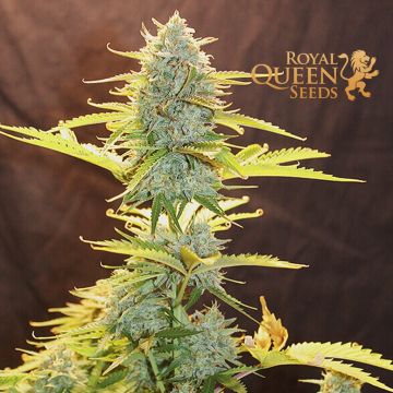 Fat Banana Automatic (Royal Queen Seeds) 3 zaden