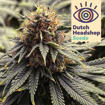 Auto Forbidden Fruit (Huismerk)
