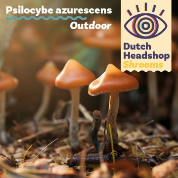 Outdoor Paddo's - Psilocybe azurescens broed 280cc (Huismerk)