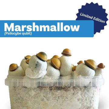 Paddo Kweekset Marshmallow (Ready-to-Grow Growkit) - 1200 cc