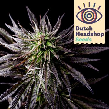  Fast Granddaddy Purple (Huismerk)