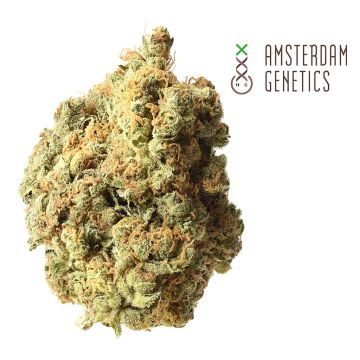 AK-020 Autoflower (Amsterdam Genetics) 3 zaden