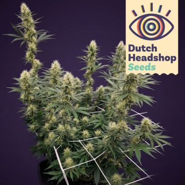 Auto Biscotti Mintz (Huismerk)