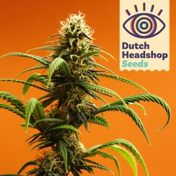 Auto CBD Charlotte's Wonder (Huismerk)