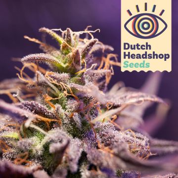 Auto CBD Zero Stress Amnesia (Huismerk)