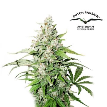 Auto Cinderella Jack (Dutch Passion)