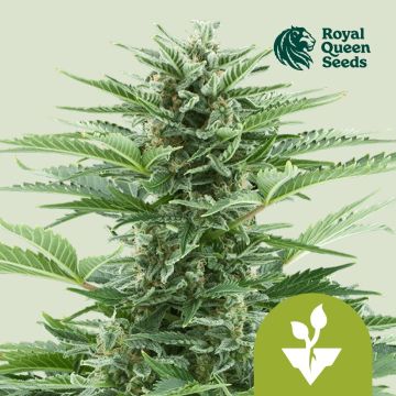 Easy Bud Autoflower (Royal Queen Seeds) 5 zaden