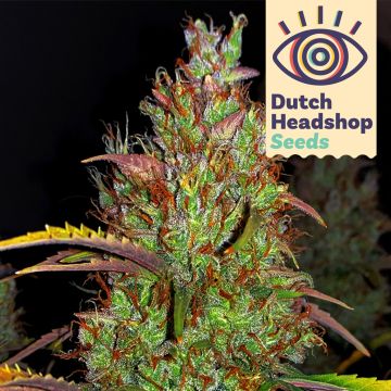 Auto Pineapple Chunk (Huismerk)