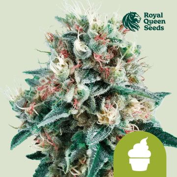 Royal Creamatic Autoflower (Royal Queen Seeds)