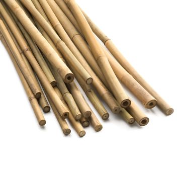 Bamboe Plantstokken 120 cm 25 stuks 