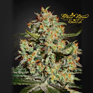 Big Bang (Greenhouse Seeds) 5 zaden