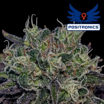 Black Widow (Positronics) 5 zaden