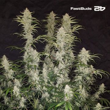 Blue Dream Auto (Fast Buds)